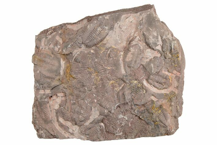 Ordovician Trilobite Mortality Plate - Tafraoute, Morocco #254789